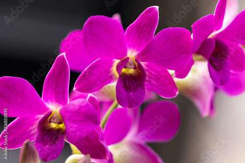 orchid pink flowers © wi6995