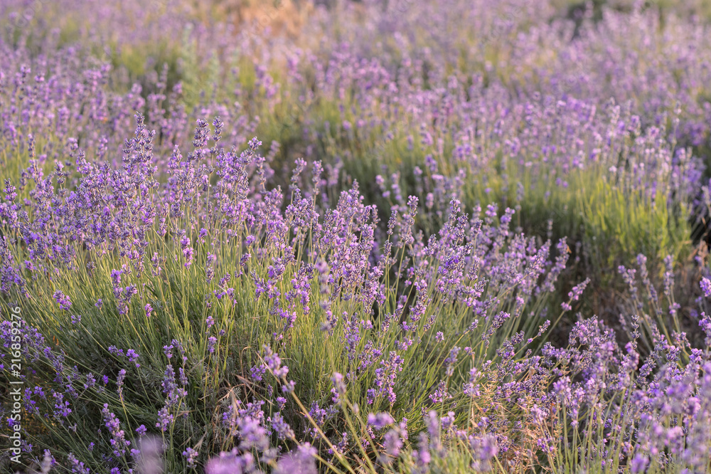Obraz premium Lavender flowers blooming. Purple field of flowers. Tender lavender flowers.