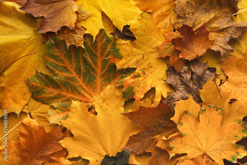 Autumn maple yellow leaves background