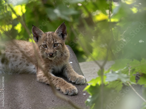 Yuung Scandinavian lynx, Lynx lynx lynx, hidden in the forest photo