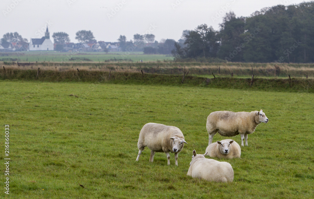 Schafe (Ovis) auf Texel Schafe (Ovis) auf Texel