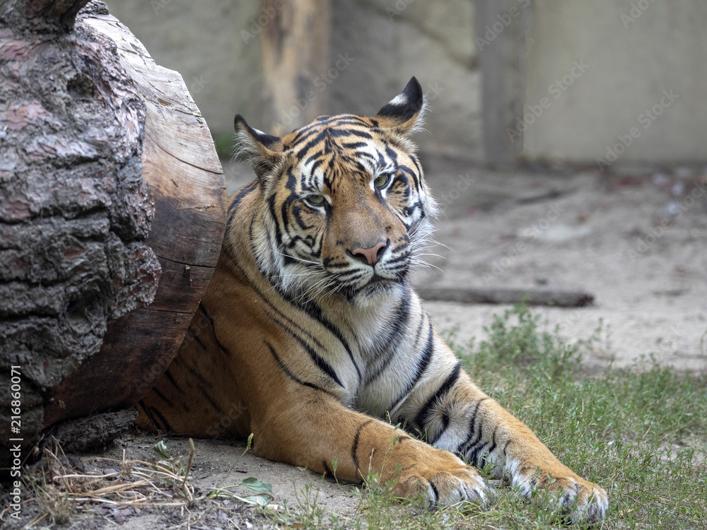 Adult Female Sumatran Tiger, Panthera tigris sumatrae Adult Female Sumatran Tiger, Panthera tigris sumatrae