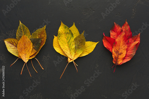 Autumn seasonal background, colourful ash leaves