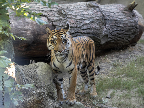 Fototapeta Naklejka Na Ścianę i Meble -  Adult Female Sumatran Tiger, Panthera tigris sumatrae