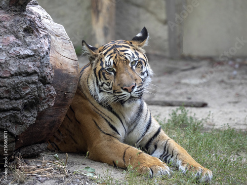 Fototapeta Naklejka Na Ścianę i Meble -  Adult Female Sumatran Tiger, Panthera tigris sumatrae