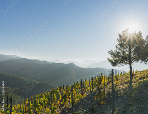 Vineyards in Priorat, Spain