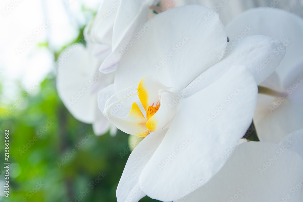 Fototapeta premium White orchid close up