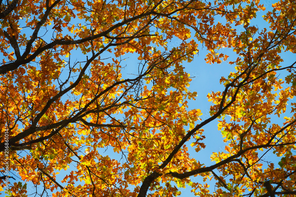 Autumn yellow leaves on blue sky background
