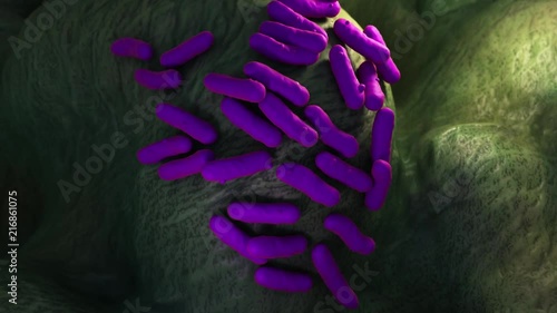 3d rendered medically accurate animation the yersinia pestis bacteria photo