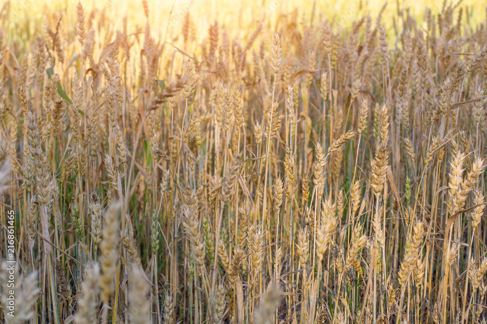 Fototapeta premium Ripe ears of rye lit by the morning sunlight