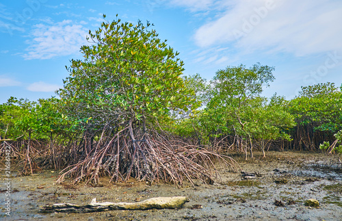 Mangrove plants on wet soil, Ngwesaung, Myanmar photo