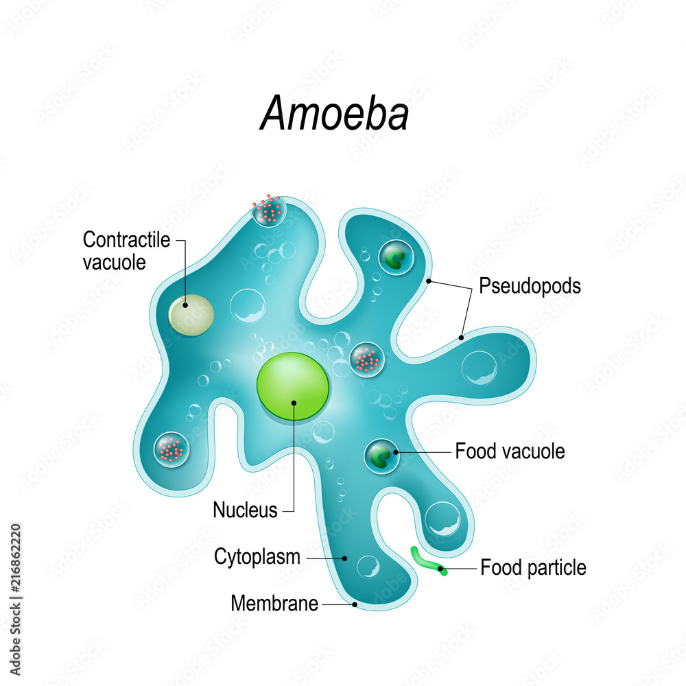 Structure of an amoeba proteus Stock Vector Adobe Stock