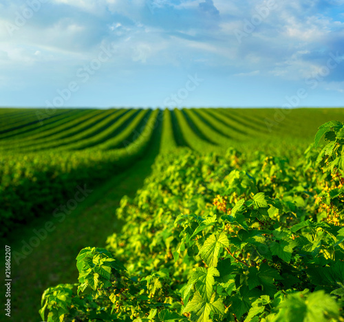 level lines of currants, plantation, ecological production of natural products.