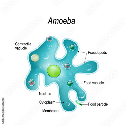 Structure of an amoeba proteus photo