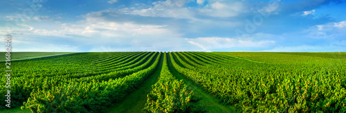 Fotografia level lines of currants plantation, natural fruit products.