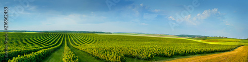 Fotografia, Obraz panoramica view ofcolorful fields and rows of currant bush seedlings as a backgr