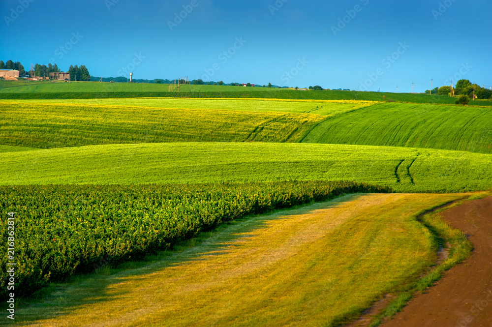 colored fields of agricultural crops lines and field road