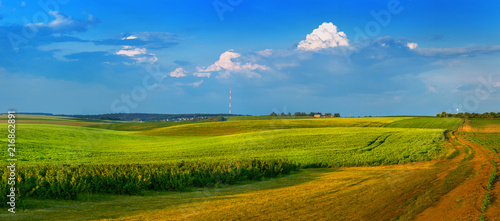 colorful fields and rows of currant bush seedling country road