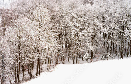 Winter forest with snow in Burgenland Austria © posinote