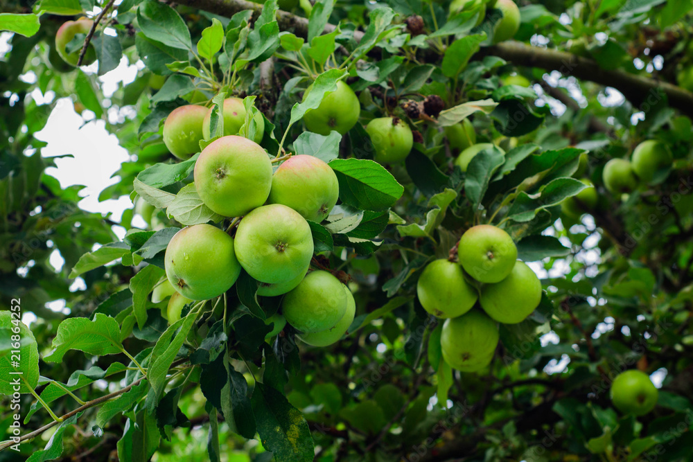 Organic apples hanging from a tree branch in an apple orchard Organic apples hanging from a tree branch in an apple orchard