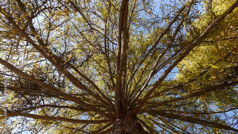 Obraz premium ALBERO