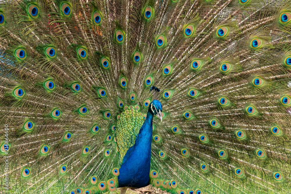 Naklejka premium animali selvatici 