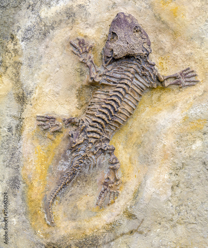 Seymouria fossil closeup