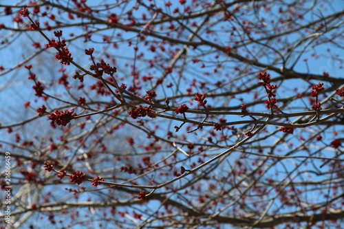 Tree leaves Blooming in spring