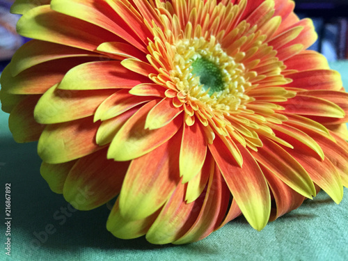 Принти на полотні Close-up shot of a beautiful barberton daisy gerbera with yellow-orange petals