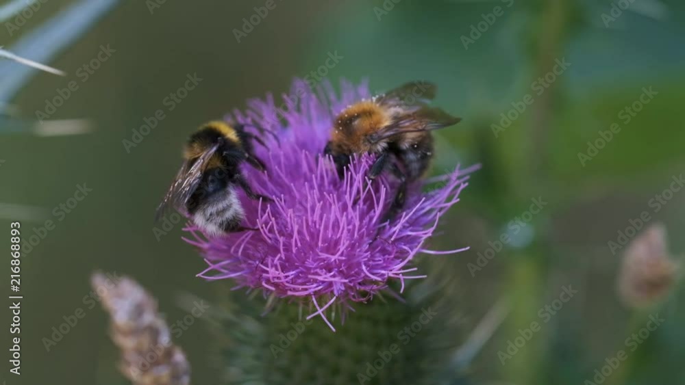 Zwei Hummeln auf einer Distel beim Nektar sammeln - Makroaufnahme Zwei Hummeln auf einer Distel beim Nektar sammeln - Makroaufnahme