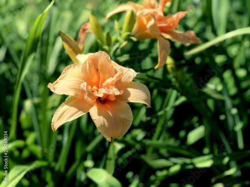 Orange lilies in the garden   © unrealsun