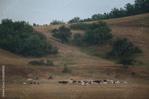 Flock of sheep eating green grass