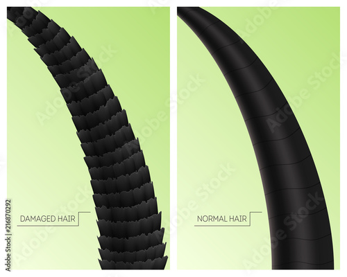 Realistic Detailed 3d Damaged and Normal Hair Cards Set. Vector