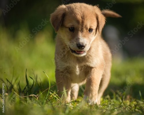 Portrait young dog playing in the meadow