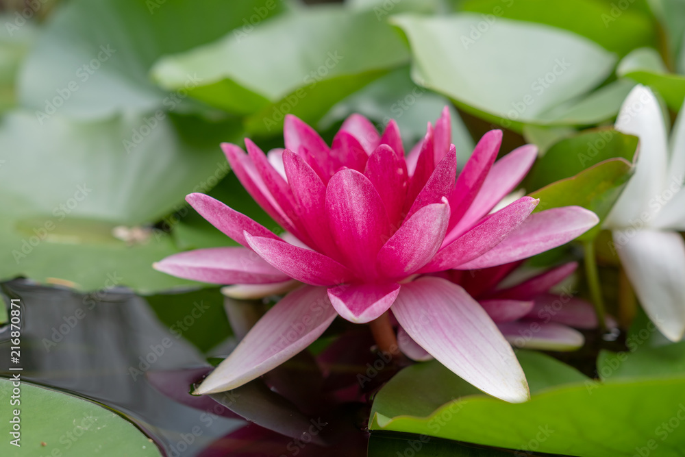 Seerose Seerose
