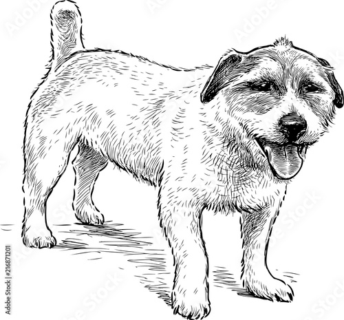 Sketch of a watching small dog