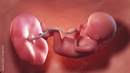 medically accurate 3d illustration of a human fetus week 20 photo