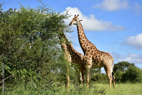 giraffe in african  landscape