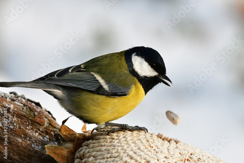great tit with white seed of sunflower in beak