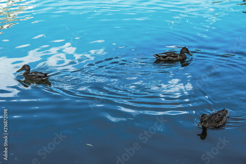 Group of duck swimming and seeking for food in the pond