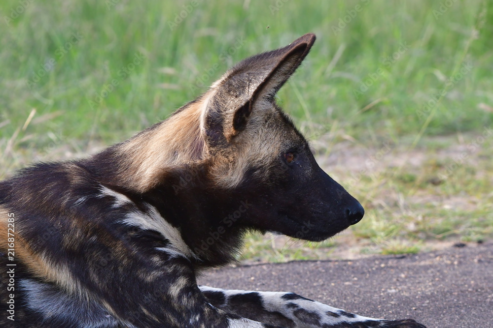 wild dog on route,South Africa wild dog on route,South Africa