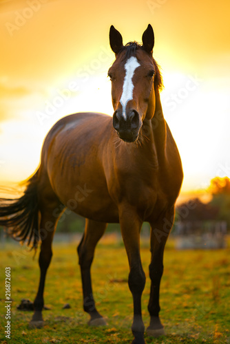 Horse in the sundown light