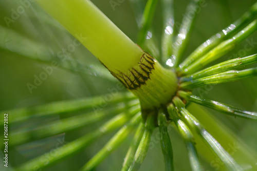 Schachtelhalm, Equisetopsida