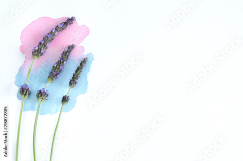 Fototapeta Naklejka Na Ścianę i Meble -  Lavender flowers over watercolor and white background.