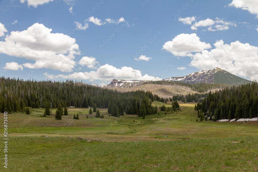 Alpine Meadow along the Chinese Wall trail in the Flat Tops Wilderness, Colorado, USA.