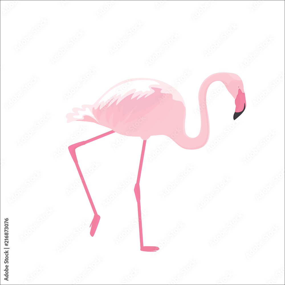 Fototapeta Pink flamingo stands on thin legs on a white background