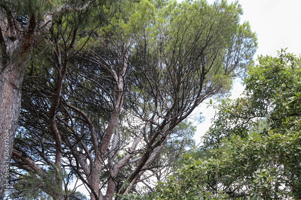 Fototapeta premium Exotic tree