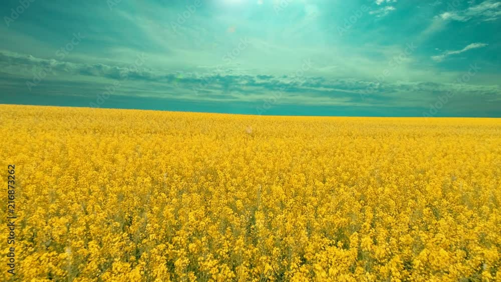 Canola rapeseed field with blue sky. Aerial drone shot. Canola rapeseed field with blue sky. Aerial drone shot.