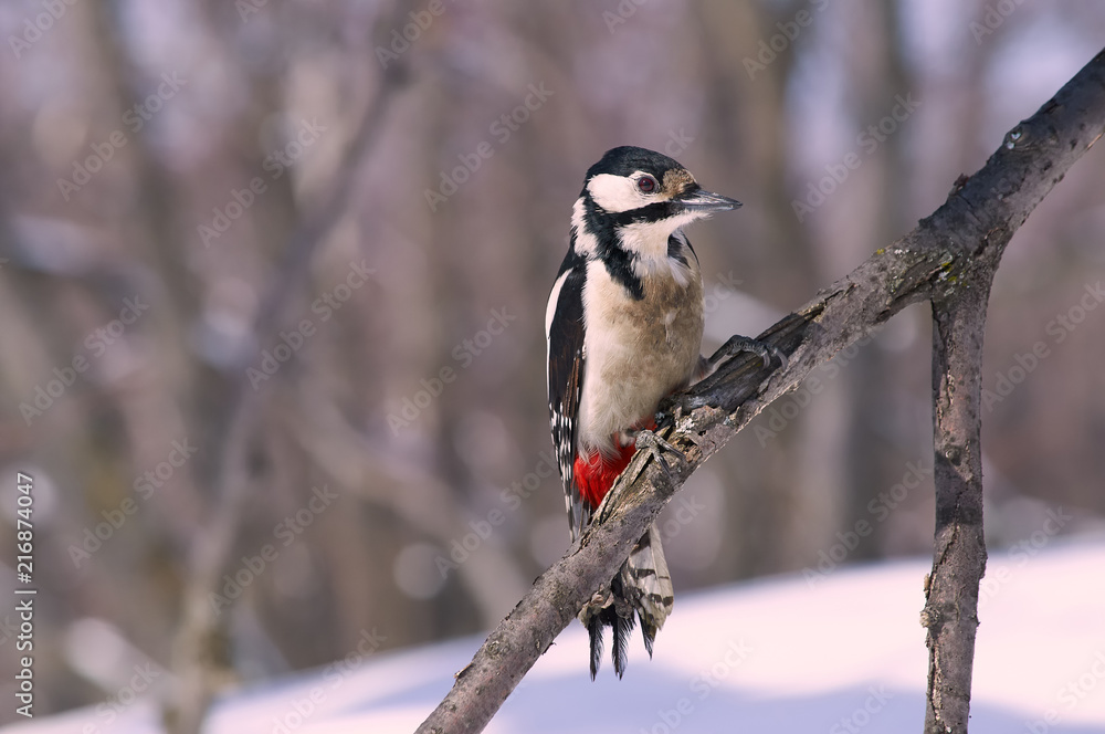 Great spotted woodpecker sits on a branch in a natural habitat. Great spotted woodpecker sits on a branch in a natural habitat.