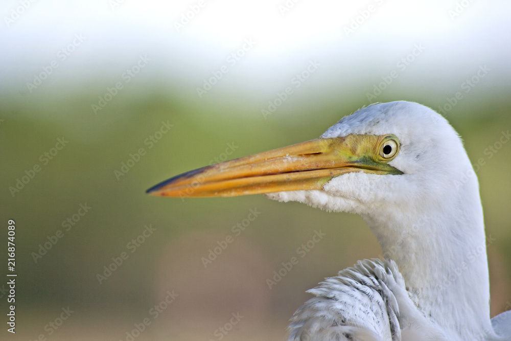 Egret on a pier Egret on a pier
